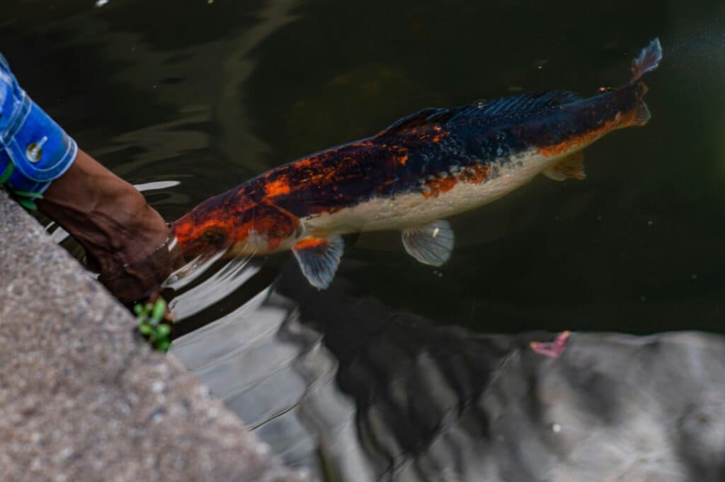 A man standing next to a fish in a pond A man standing next to a fish in a pond